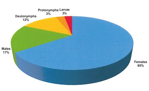 Quantitative contribution (%) of adult and immature stages of Demodex phocidi collected from Phoca vitulina in the Baltic Sea