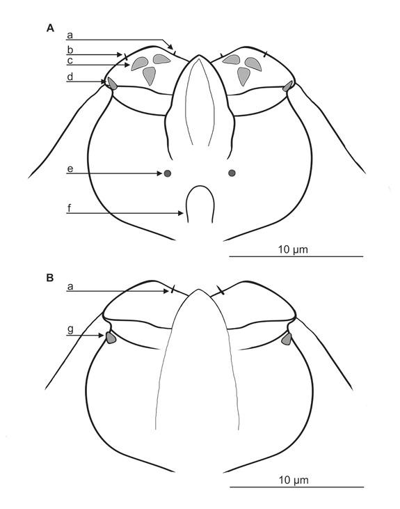 Demodex phocidi: A – gnathosoma, male, ventral view; B– gnathosoma, male, dorsal view; a – seta I”G; b– seta dG; c– spines on palps; d– seta v”F; e– subgnathosomal seta (seta n); f – pharyngeal bulb; g– supracoxal spine (seta elc.p)