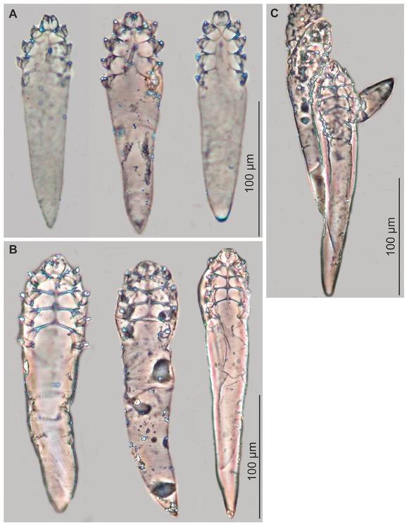 Demodex phocidi: A – male, various morphotypes; B – female, various morphotypes; C– group of specimens