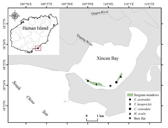 Location of five sampling sites with four monospecific meadows and the bare tidal flat at the intertidal zone of Xincun Bay