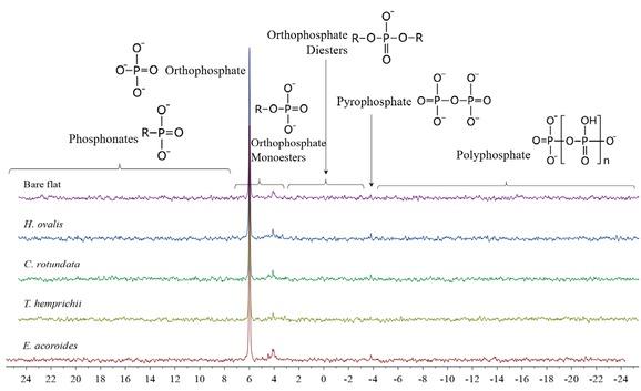 Solution 31P-NMR spectra for NaOH-EDTA extracts of the sediments from different seagrass meadows