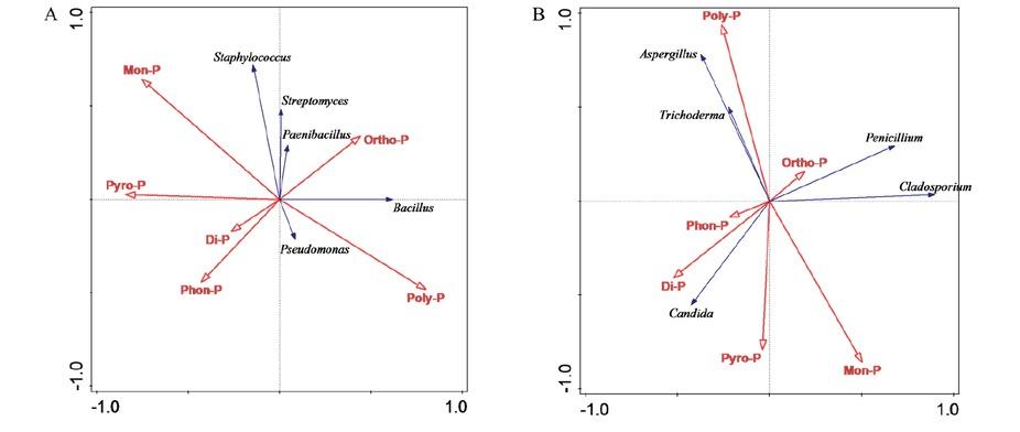 Redundancy analysis (RDA) for the top five genus-level P-cycling-related microbes (A for bacteria and B for fungi) and sediment P forms detected by 31P-NMR. The blue arrows represent different genera of microbes, whereas variables for P forms are shown with red arrows. The correlation between P forms and RDA axes are shown by both the length and angle of the arrows.