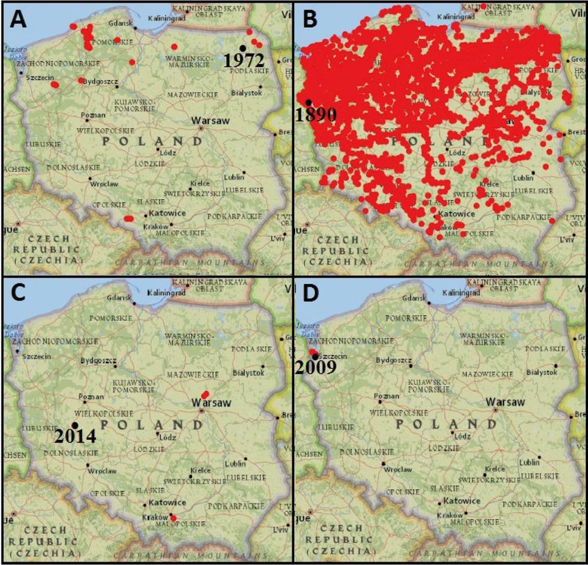 First observation (black dots) and distribution (red dots) of invasive crayfish in Poland in January 2020; A – P. leniusculus (signal crayfish), B– F. limosus (spiny-cheek crayfish), C– P. clarkii (red swamp crayfish), D– P. virginalis (marbled crayfish) (http://geoserwis.gdos.gov.pl/)