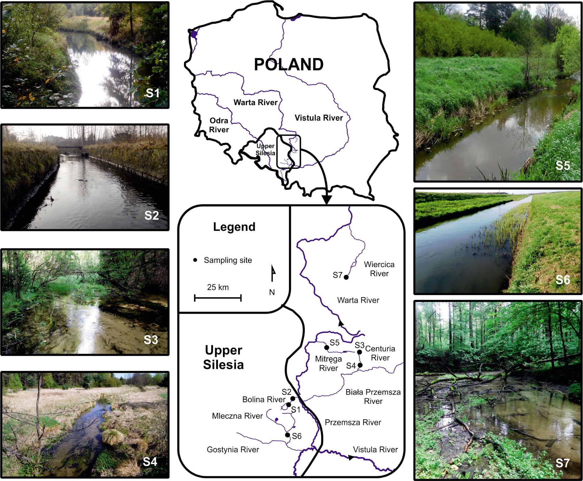 Location of the study area and the diatom sampling sites.Abbreviations: S1 – the upper reaches of the Bolina River, S2 – the lower reaches of the Bolina River, S3 – the upper reaches of the Centuria River, S4 – the lower reaches of the Centuria River, S5 – the lower reaches of the Mitręga River, S6 – the lower reaches of the Mleczna River, S7 – the upper reaches of the Wiercica River