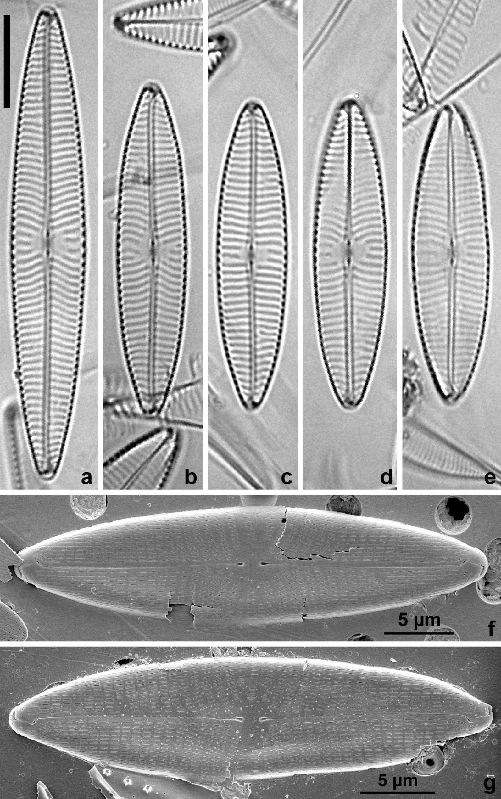 LM (a–e) and SEM (f, g) micrographs of Navicula flandriae Van de Vijver & A. MertensScale bars = 10 µm in a–e; 5 µm in f, g