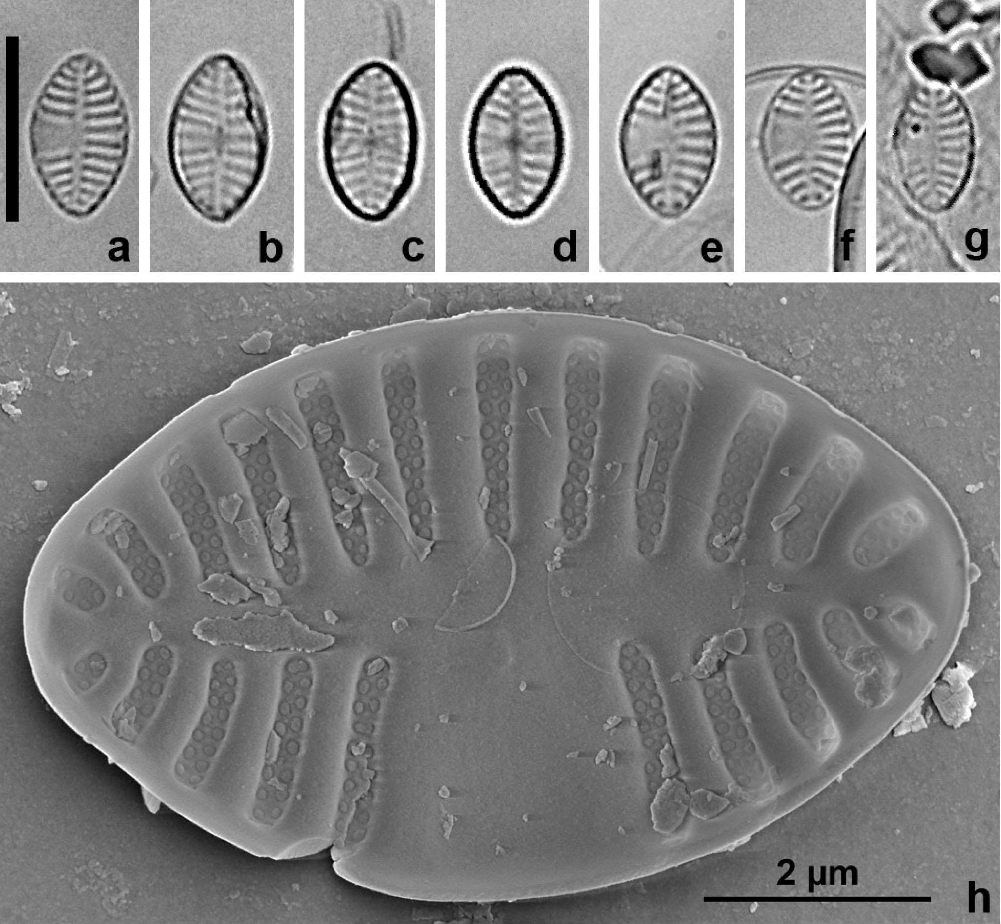 LM (a–g) and SEM (h) micrographs of Planothidium nanum Bąk, Kryk & HalabowskiScale bars = 10 µm in a–g; 2 µm in h