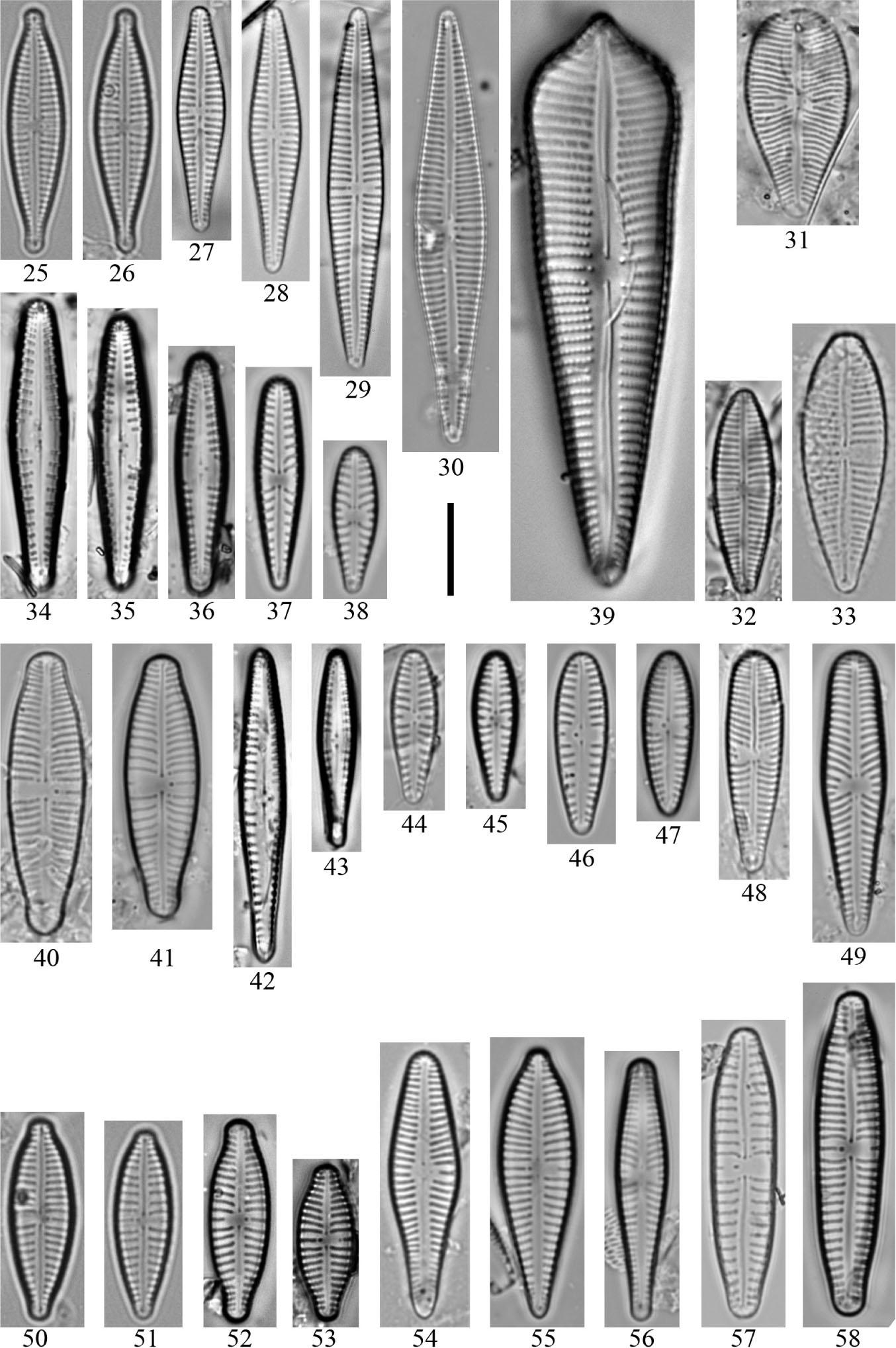 25, 26 – Gomphonema exilissimum (Grunow) Lange-Bertalot & E.Reichardt; 27–29 – Gomphonema cf. gracile Ehrenberg; 30 – G. graciledictum E.Reichardt; 31 – G. italicum var. densistriatum Levkov, Mitic-Kopanja & E. Reichardt; 32, 33 – G. cf. latelanceolatum Levkov, Mitic-Kopanja & E. Reichardt; 34–36 – G. lateripunctatum E. Reichardt & Lange-Bertalot; 37, 38 – G. linearoides Levkov; 39 – G. megalobrebissonii D.A.Chudaev, Kociolek & M.A.Golobova; 40, 41 – G. micropus Kützing; 42, 43 – G. minusculum Cleve-Euler; 44, 45 – G. minutum (C.Agardh) C.Agardh; 46, 47 – G. minutum f. syriacum Lange-Bertalot & E. Reichardt; 48 – G. olivaceoides Hustedt; 49 – G. olivaceum (Hornemann) Brébisson; 50, 51 – G. parvulum (Kützing) Kützing; 52, 53 – G. productum (Grunow) Lange-Bertalot & E. Reichardt; 54 – G. cf. pseudaffine Levkov, Mitic-Kopanja & E. Reichardt; 55 – G. pseudoaugur Lange-Bertalot; 56 – G. reediae Levkov, Mitic-Kopanja & E. Reichardt; 57, 58 – G. sarcophagus W. Gregory. Scale bar: 10 µm