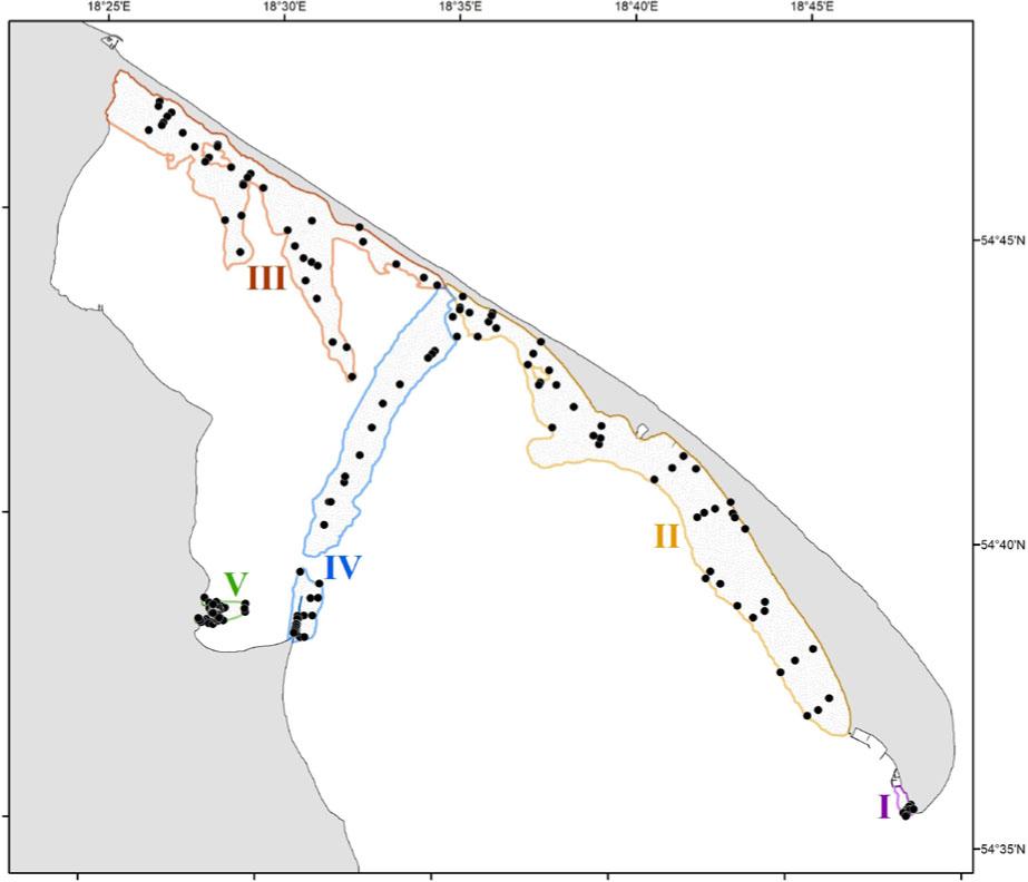 Location of the sampling sites and the surveyed fields (I–V, bounded by a 4 m isobath) in Puck Bay : I – Tip of the Hel Peninsula; II – Long Shoal and Bórzyńska Shoal; III – Virgin Sands and Western Sands; IV – Seagull Sandbar and Rewa Cape; V – Delta Reda