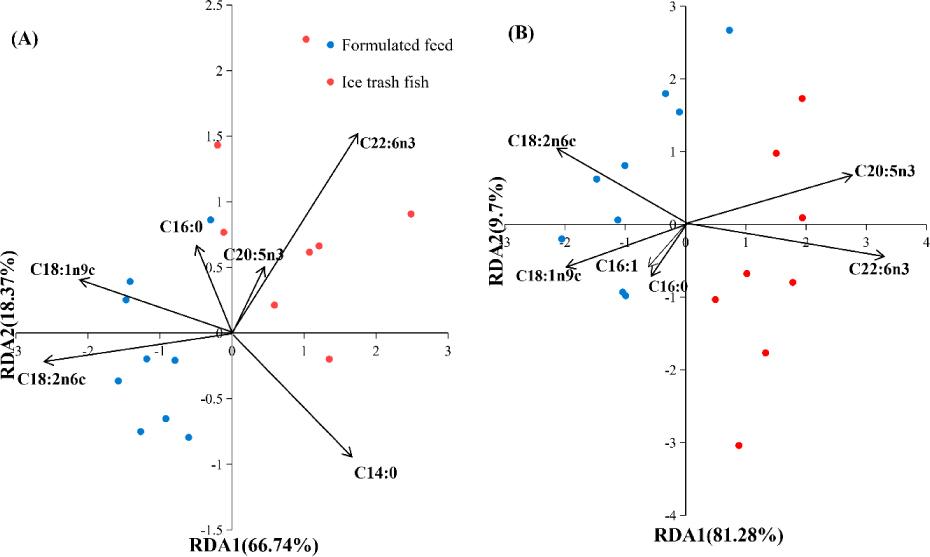 Redundancy analysis (RDA) graph of gonad and muscle samples. (A) Gonad samples from the Chinese mitten crab reared using two different types of feed are clustered in two different regions and showed significant separation (p < 0.05). (B) Muscle samples from the Chinese mitten crab reared using two different types of feed also are clustered in two different regions and showed significant separation (p < 0.05)