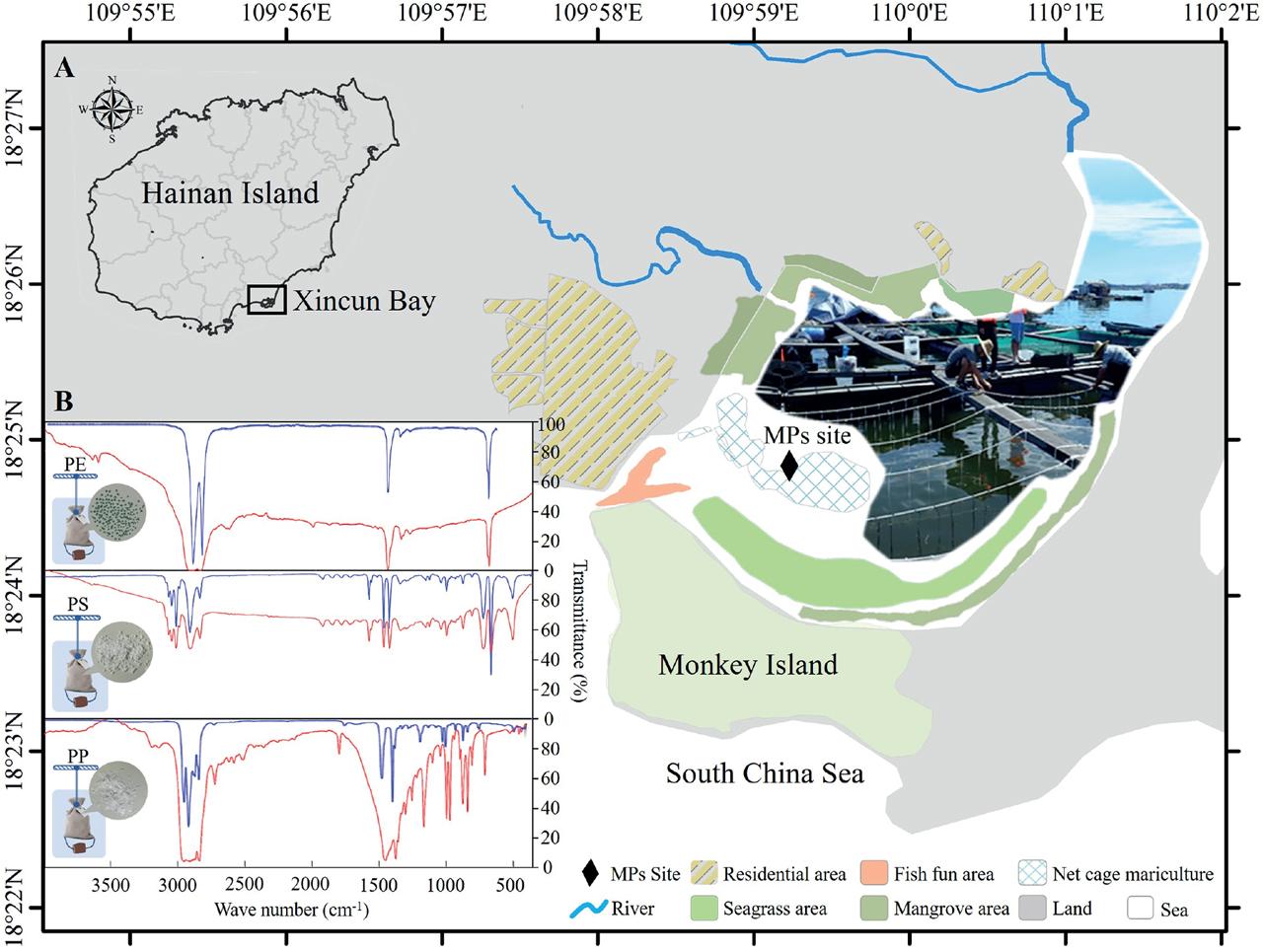 (A) Location of the experiment and spatial distribution of ecosystem types within the bay. (B) FTIR spectra of MPs originating from fishing nets, foams and woven bulk bags in red; reference spectra of polyethylene, polystyrene and polypropylene in blue.