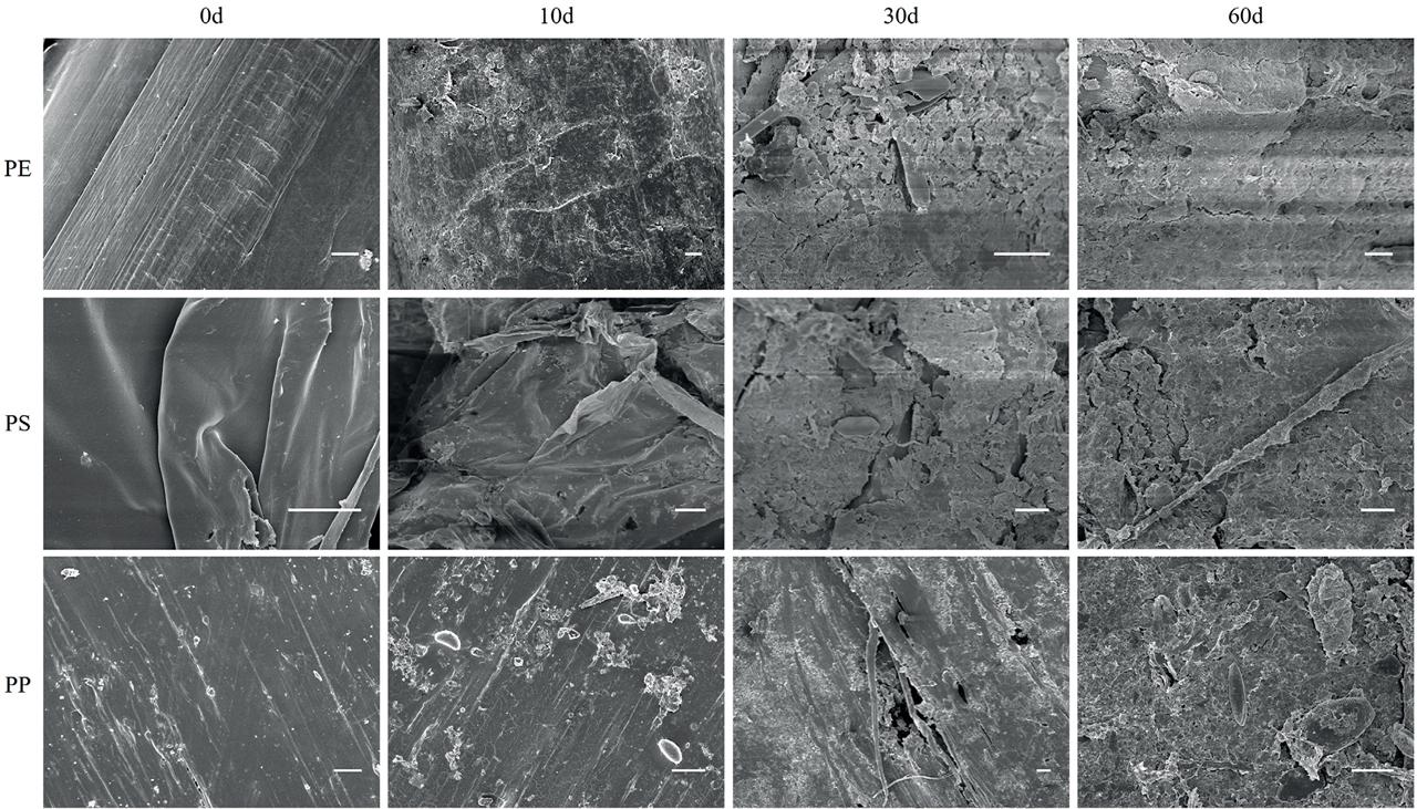 Scanning electron microscopy images of the surface of different MPs showing biofilm after 0, 10, 30, and 60 days (scale bar = 10 μm).