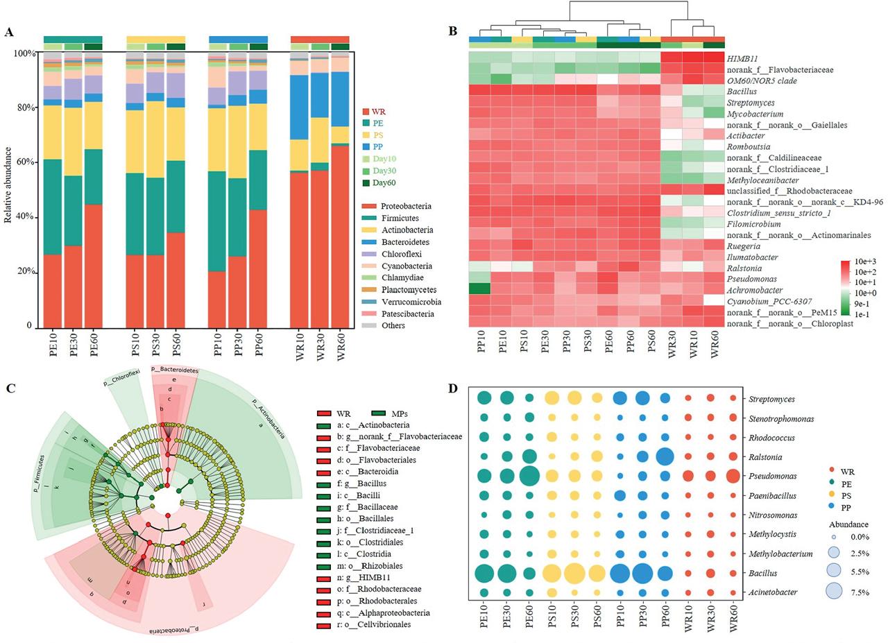 (A) Histogram of abundance distribution at the phylum level. (B) Heatmap of abundant bacterial genera (top 25) present in the microbial community of different groups. (C) Cladograms of LEfSe analysis using abundance of the full taxonomy for MPs and seawater. Bacterial groups from phylum to species level are listed from the center out. Biomarkers were selected based on the Kruskal–Wallis test (p < 0.05) and the linear discriminant analysis score greater than 4.5. (D) Abundance bubble chart of potential degradation bacteria and pathogens at the genus level.