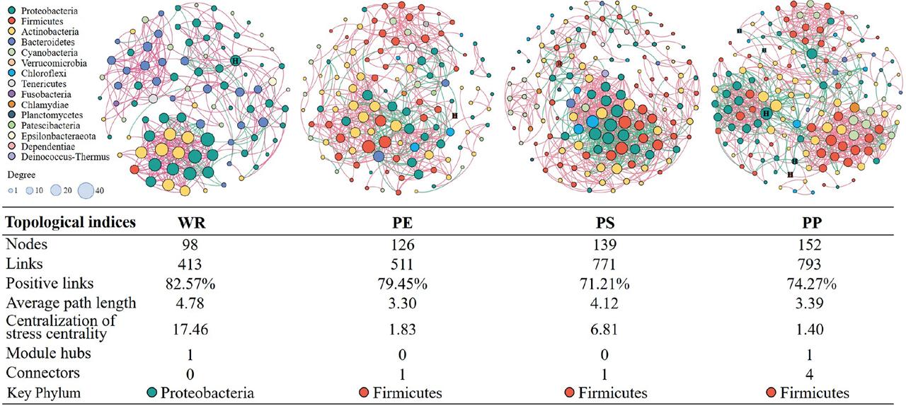 Overview of bacterial networks in seawater, PE, PS and PP. Node color represents different phylogenetic phyla. Pink lines indicate positive interactions and green lines indicate negative interactions.