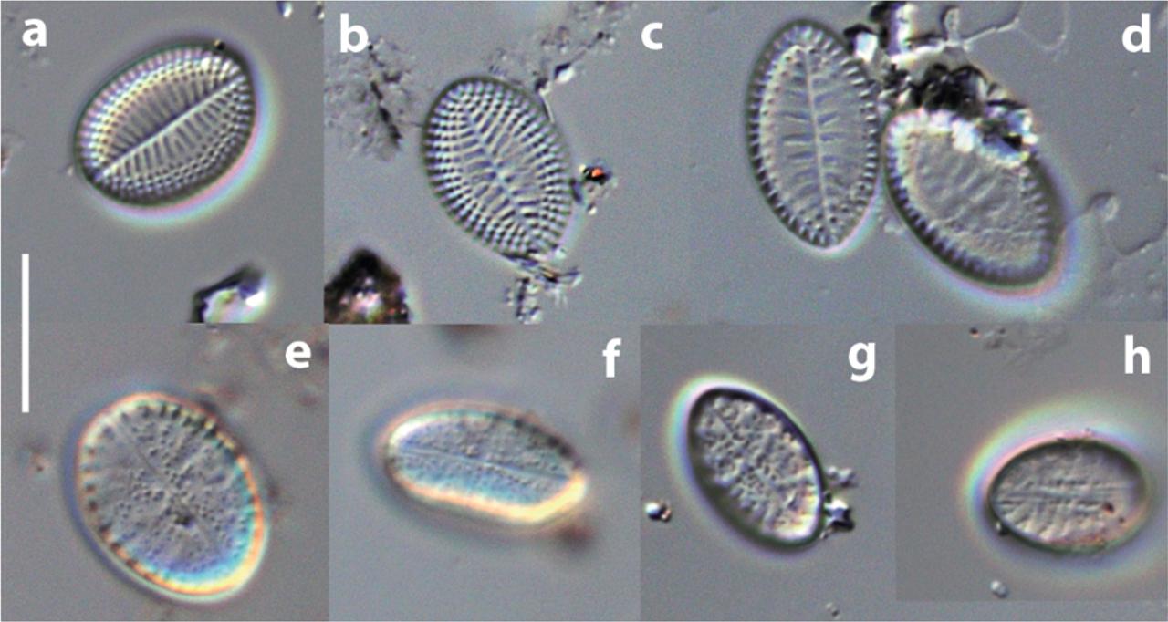Upsilococconeis dapalistriata. LM. Specimens from Komodo (Fig. 1a, from the paratype slide SZCZ26223). SV (a–d), SVVC (e–h). Scale bar: 10 μm.