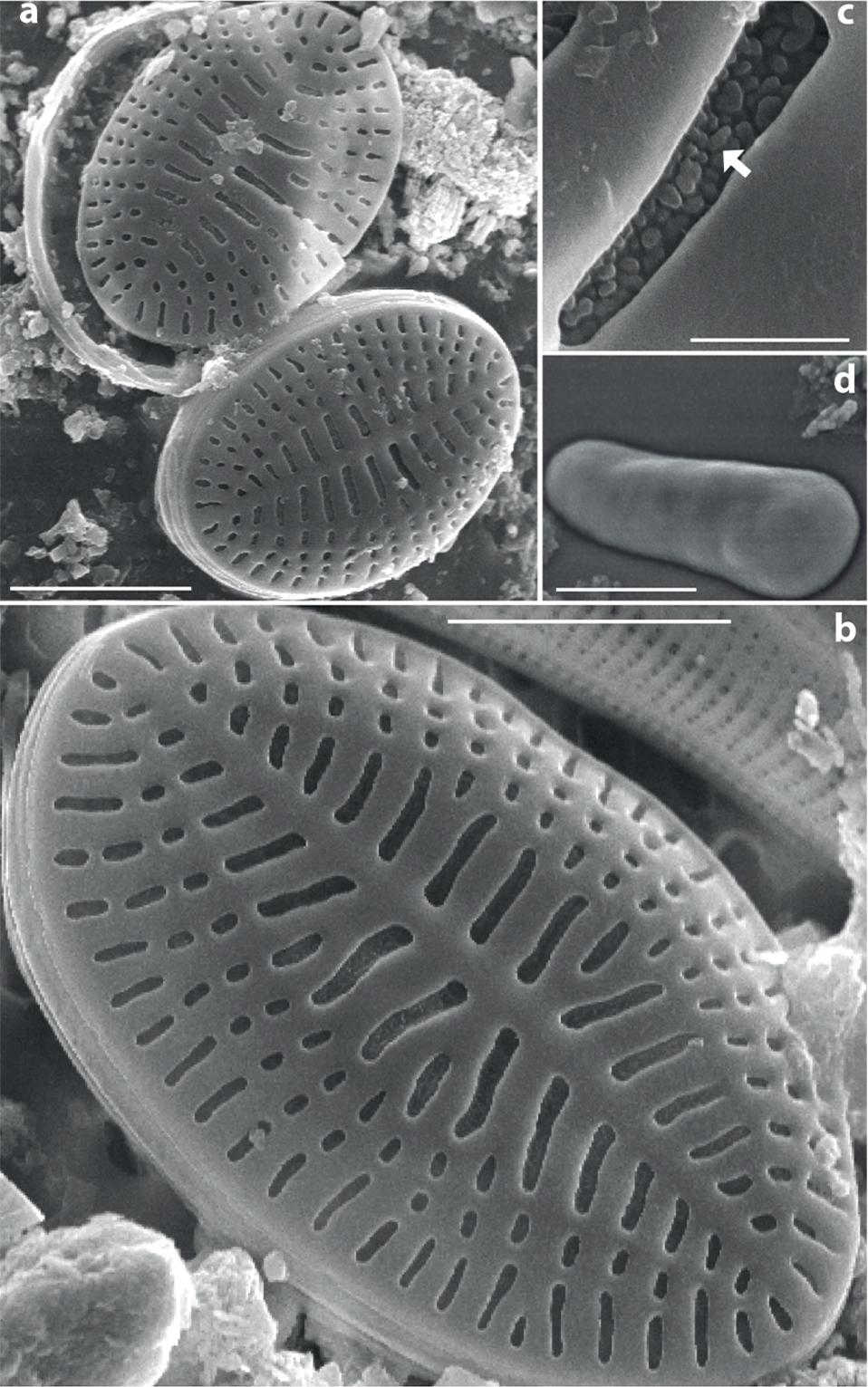 Upsilococconeis dapalistriata. SEM. SV. Specimens from Réunion (a–c), specimen from Komodo (d). Figs 2a–b. SV, epipsammic specimens with characteristic large SV areola pattern. Fig. 2c. External view of SV areola occlusion with silica crystal-like ornamentation (arrow). Fig. 2d. Internal view of SV areola hymenes. Scale bars: 5 μm (Fig. 2a), 4 μm (Fig. 2b), 600 nm (Fig. 2c), 500 nm (Fig. 2d).