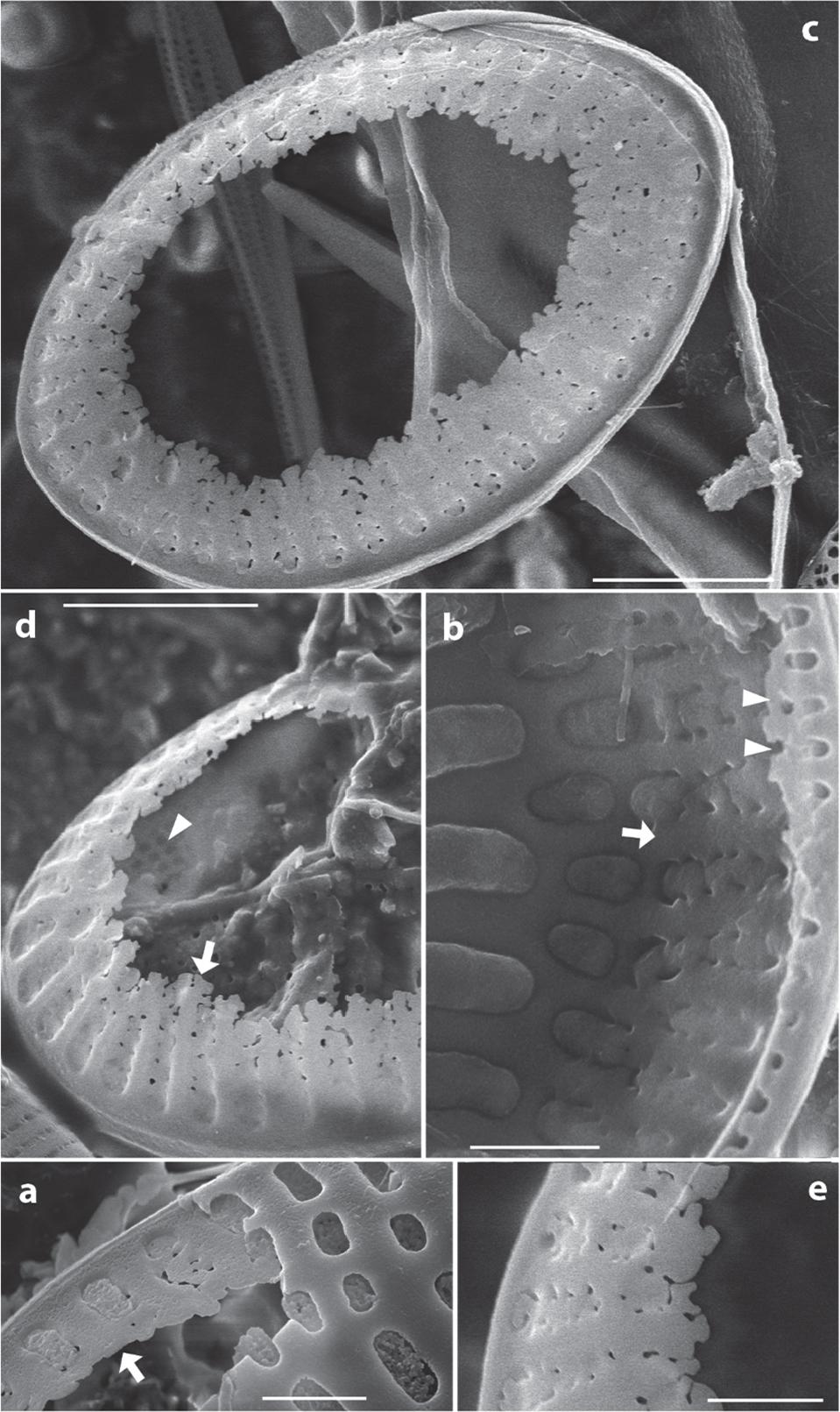 Upsilococconeis dapalistriata. SEM. SVVC. Specimens from New Caledonia. Fig. 4a–b, SVVC narrow (arrows). Fig. 4b, RV margin (twin arrowheads). Fig. 4c–e, SVVC ¼ of the valve, with underlying RV striation (Fig. 4d, arrowhead), SVVC arborescent fimbria edge (Fig. 4e). Scale bars: 3 μm (Figs 4c–d), 1 μm (Figs 4a–b, e).