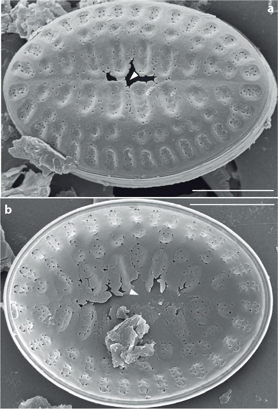 Upsilococconeis dapalistriata. SEM. Extended SVVC. Specimens from Komodo. Fig. 5a, SVVC extended in advalvar view. Note the central void area (arrowheads). Fig. 5b, SVVC extended in abvalvar view. Note the central void area. Scale bars: 3 μm (Figs 5a–b).