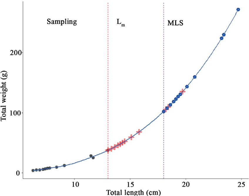 Weights of D. vulgaris at/after first maturity length (Lm) and minimum landing size (MLS) estimated from the length–weight relationships in the collected data