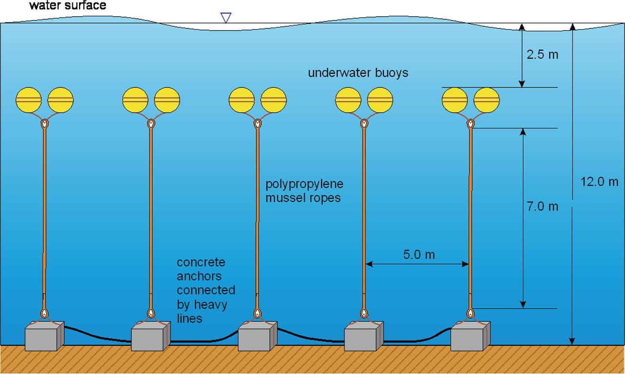 Diagram of the mussel farming structure in the Gulf of Gdańsk.