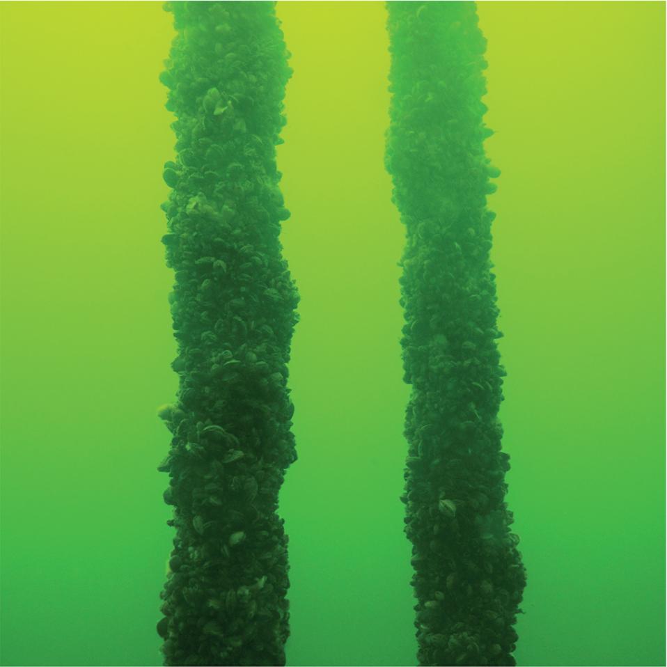 Culture ropes at the MEC site in Puck Bay after two years of exposure.