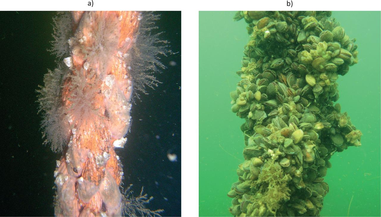 Culture ropes after four (a) and 12 months of exposure (b).