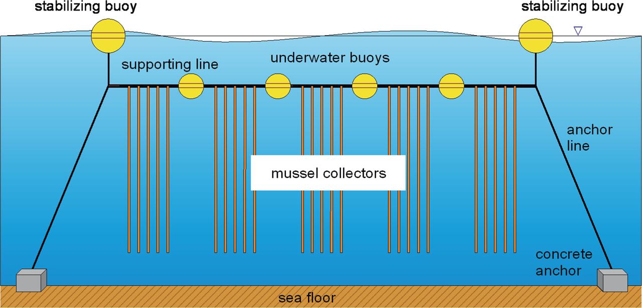 Long-line farm system (source: https://balticbluegrowth.eu, modified).