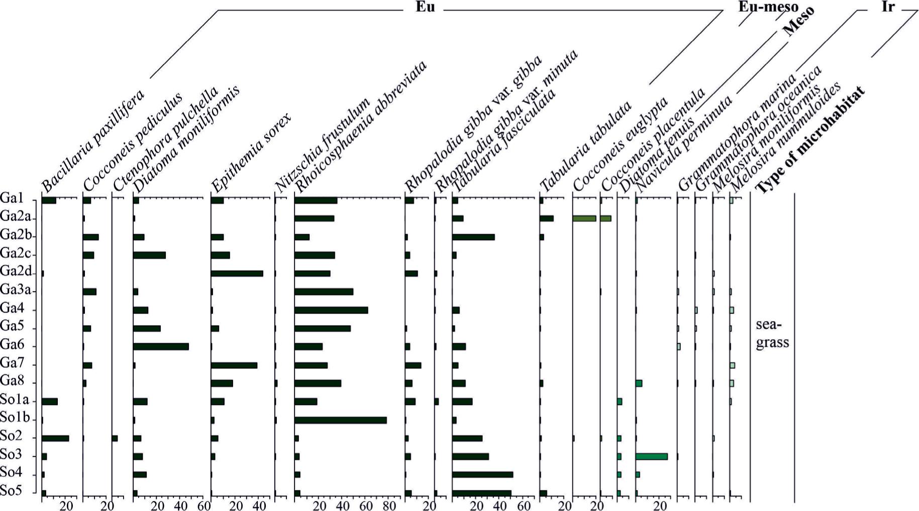 Frequency of the main diatom taxa in epiphyton (seagrass)