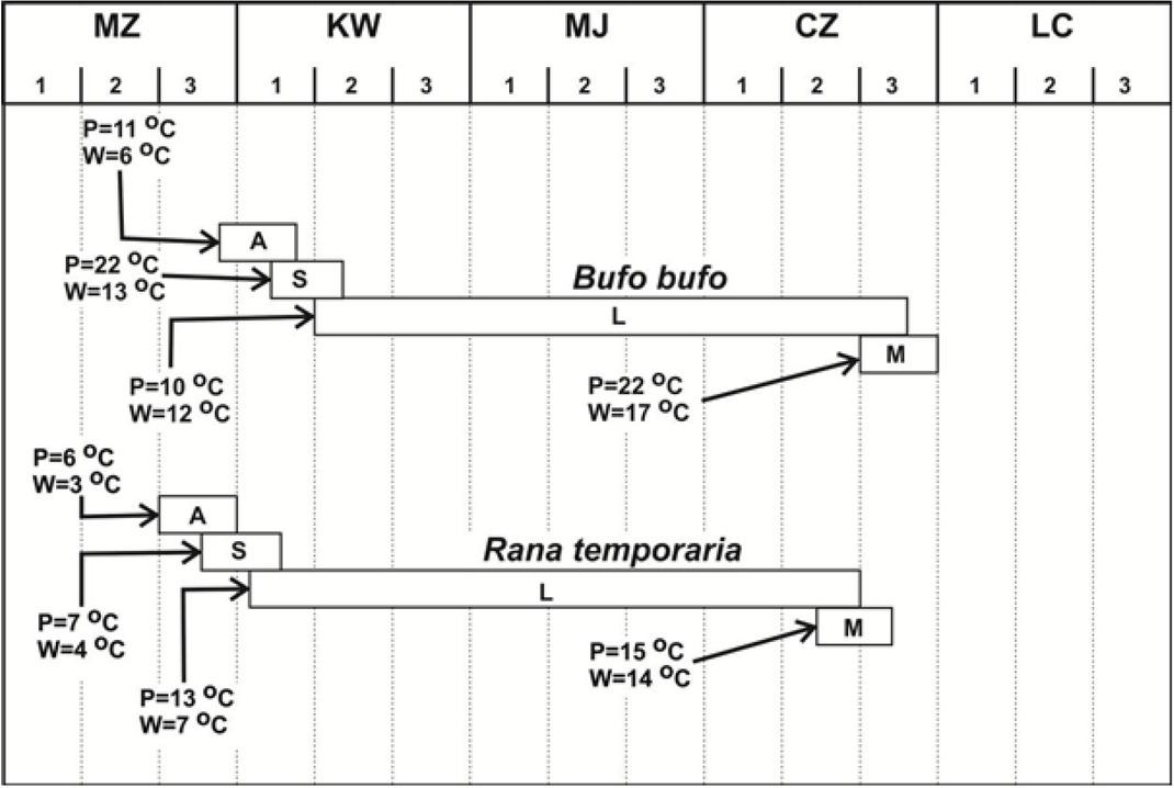 Breeding phenology in common toad and common frog in the study area.MZ – March, KW – April, MJ – May, CZ – June, LC – July, 1-3 – decades, A – amplexus, S– spawn, L– larvae (tadpoles), M – metamorphosis, P– atmospheric temperature, W– water temperature.