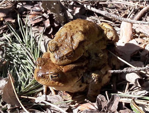 Common toad in amplexus (Phot. D. Wojdan)