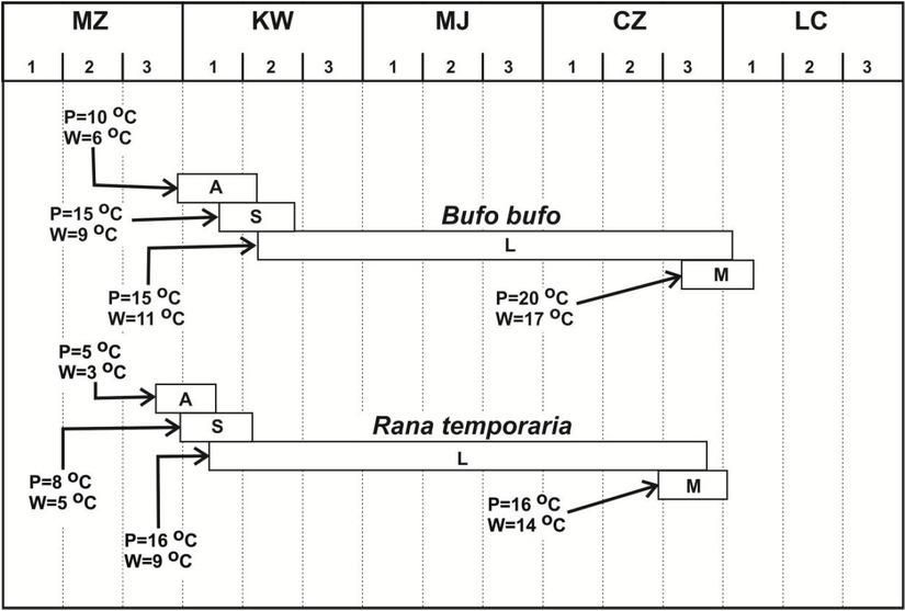Breeding phenology of common toad and common frog in the Podkielecki Landscape Protection Area in 2016 MZ – March, KW – April, MJ – May, CZ – June, LC – July, 1-3 – decades, A – amplexus, S– spawn, L– larvae (tadpoles), M – metamorphosis, P– atmospheric temperature, W– water temperature.