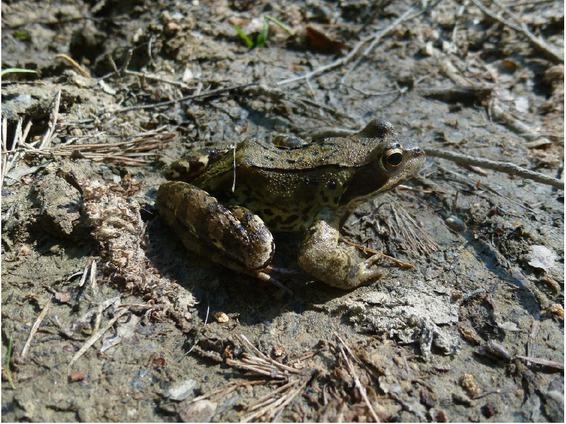 Common frog (Phot. Dariusz Wojdan)