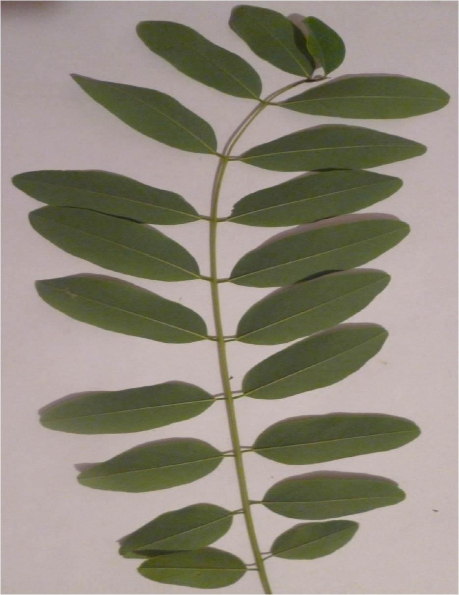 Black locust (Robinia pseudoacacia L.) leaf (photo. B. Matyśkiewicz).