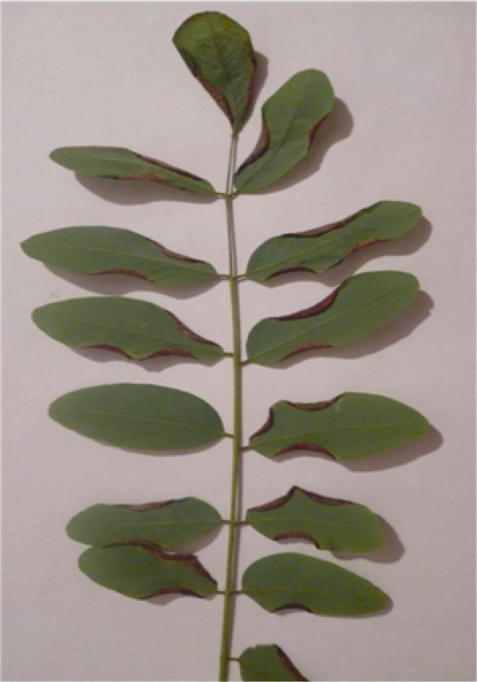 Black locust leaf with an impairment (photo B. Matyśkiewicz)