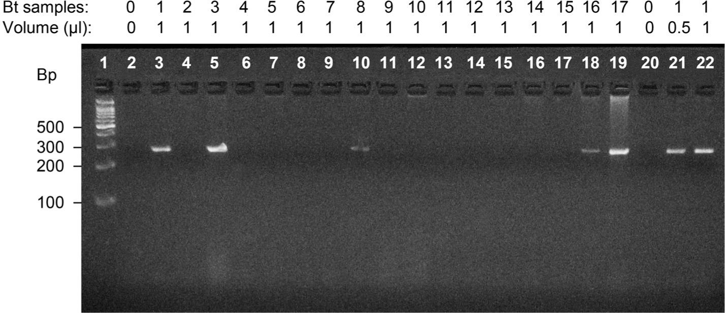 Detection of the cry1 gene in Bacillus thuringiensis DNA samples from a Caribbean region of Colombia.Electrophoresis in 2.5% agarose gels, showing PCR amplification products for the cry1 gene using the primers and protocols described by Ben-Dov et al. (1997). Molecular marker: 100 base pair (bp) DNA ladder (lane 1), without sample (lanes 2, 20). Lanes 3–19: B. thuringiensis samples (Bt-UPC-1 to Bt-UPC-17). Lanes 21, 22: different concentrations of Bt-UPC-1. The Bt DNA samples and the volume analyzed are indicated above the figure. Expected size 274–277 bp (See Material and Methods for more details).