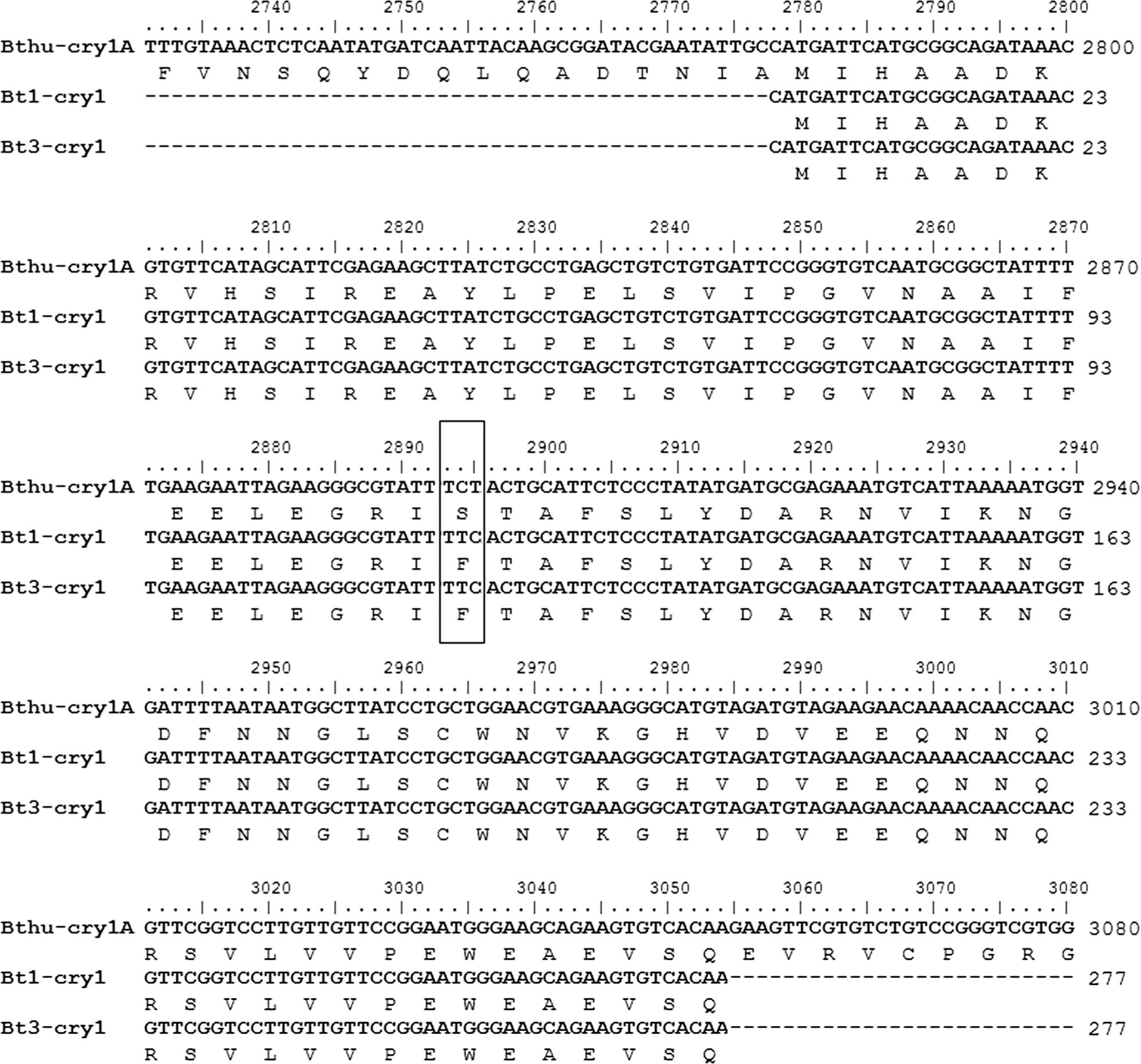 Aligment of a cry1 protein coding gene segment of two DNA samples from a Caribbean region of Colombia.The corresponding deduced amino acid sequence is given below each nucleotide sequence. The first sequence corresponds to a segment of an open reading frame of the B. thuringiensis var. kurstaki HD-1 cry1A gene, from base pair 2731 to 3080 (Bthu-cry1A, Genbank code D17518.1). The second and third sequences are PCR products of cry1 amplified from Colombian B. thuringiensis Bt-UPC-1 (Bt1-cry1, GenBank code MG271933) and Bt-UPC-3 (Bt3-cry1, GenBank code MG271934) DNA samples, respectively. The box indicates the two single nucleotide polymorphisms (SNP) between sequences, and the corresponding changes of Serine 965 to Phenylalanine in Bt sequences.