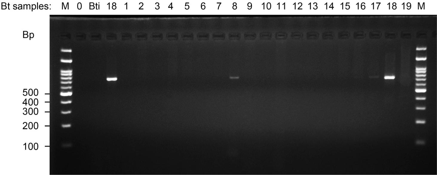 Detection of the cry2 gene in Bacillus thuringiensis DNA samples from a Caribbean region of Colombia.Electrophoresis in 2.5% agarose gels, showing PCR amplification products for the cry2 gene using the primers and protocols described by Ben-Dov et al. (1997). Molecular marker: 100 base pair (bp) DNA ladder (lane M), without sample (lane 0). DNA of B. thuringiensis var. israelensi (Bti), 0.34 μg. Colombian B. thuringiensis samples Bt-UPC-18, Bt-UPC-1 to 19 (lanes 18, 1–19, respectively). The volume analyzed for each sample was 1 μl. Expected size about 700 bp (See Material and Methods for more details).