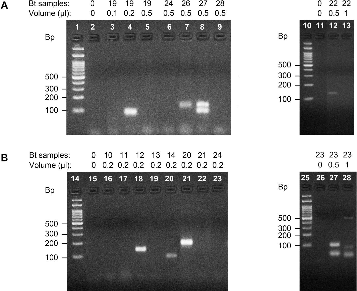 Detection of the cry4B gene in different volumes of Bacillus thuringiensis DNA samples from a Caribbean region of Colombia.The four electrophoreses were performed in 2.5% agarose gels, showing PCR amplification products for the cry4B gene using the primers and protocols described by Santos et al. (2012). Molecular marker: 100 base pair (bp) DNA ladder (lanes 1, 10, 14 and 25), without sample (lanes 2, 11, 15 and 26). Colombian B. thuringiensis samples (lanes 3–9, 12, 13, 16–23 and 27, 28, respectively). The corresponding Bt-UPC DNA samples and the volume analyzed are given above the figure.