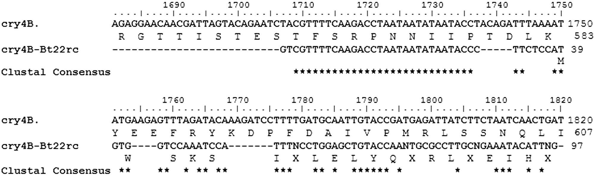 Alignment of the cry4B segments from the Colombian B. thuringiensis Bt – UPC – 22 sample and from the B. thuringiensis serovar israelensis bacterium.These nucleotide sequences correspond to a segment of 140 bp from B. thuringiensis serovar israelensis cry4B gene coding sequence (cry4B, GenBank code: D00247.1) and the 97 bp nucleotide segment sequenced from Colombian B. thuringiensis DNA sample Bt22 (cry4B-Bt22rc). Below each nucleotide sequence is the corresponding deduced amino acid segment.