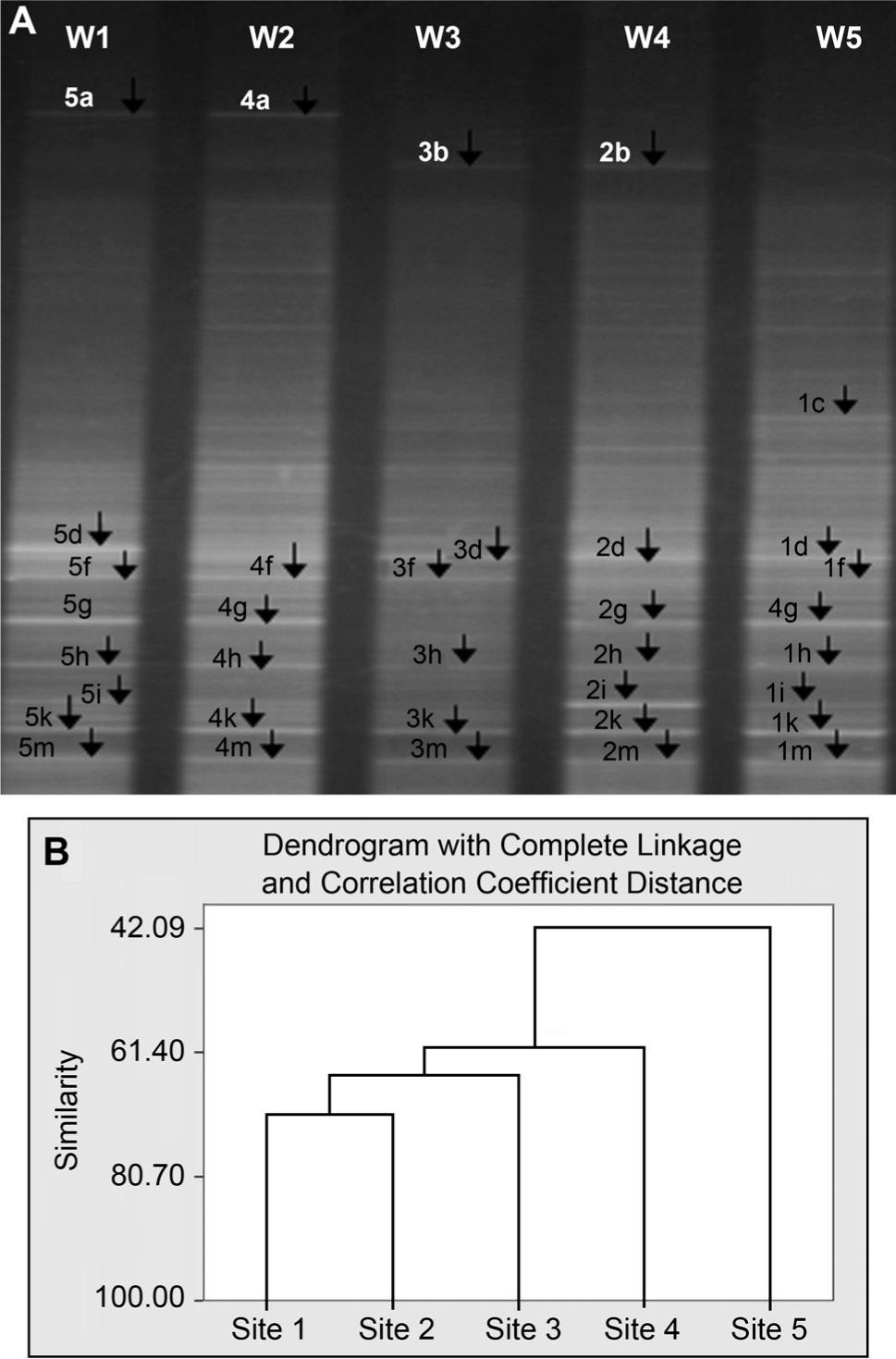 (A) DGGE profile based on DNA pooled from all the sediment core layers for the 5 sampling sites W1-W5 at Shuwaikh harbor. (B) Cluster analysis performed using binary matrix (0, 1) of DGGE showing variation between bacterial populations inhabiting the five sampling locations W1-W5 (site1 – site 5).