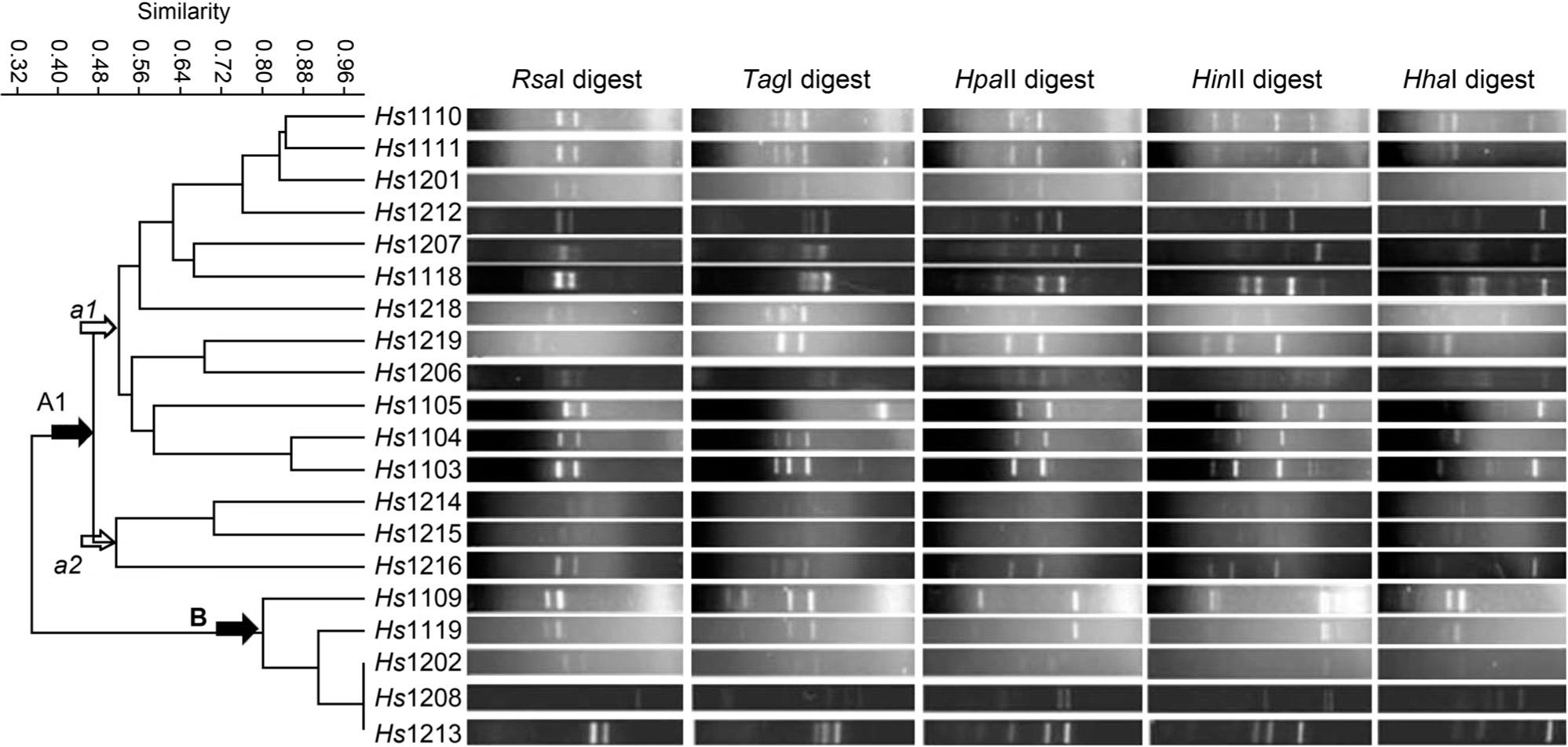 Dendrogram constructed based on RFLP analysis of 16S rRNA gene of bacteria isolated from rhizosphere of H. salicornicum.