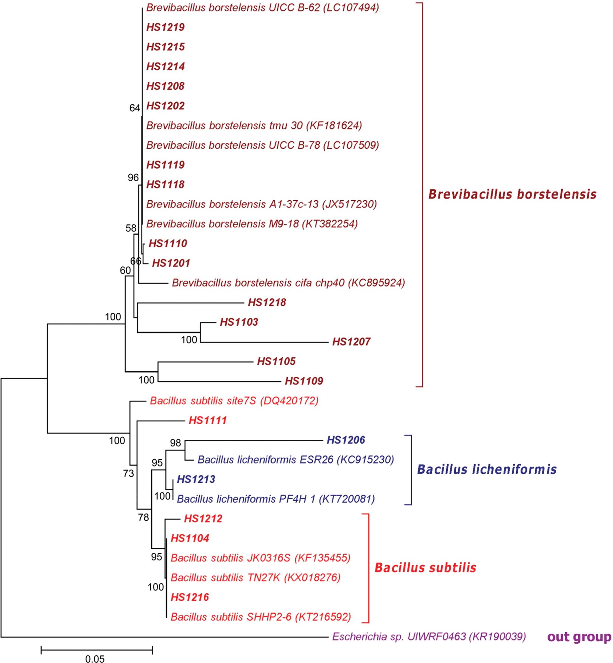 Neighbour-joining phylogenetic tree of the selected bacterial isolates.The tree was rooted with Escherichia spp. as an out-group. The scale bar represents the sequence divergence. Bootstrap values (100 replicates) are shown at the nodes. The optimal tree with the sum of branch length = 0.65614117 is shown. The percentage of replicate trees in which the associated taxa clustered together in the bootstrap test (100 replicates) is shown next to the branches (Felsenstein, 1985). The tree is drawn to scale, with branch lengths in the same units as those of the evolutionary distances used to infer the phylogenetic tree.