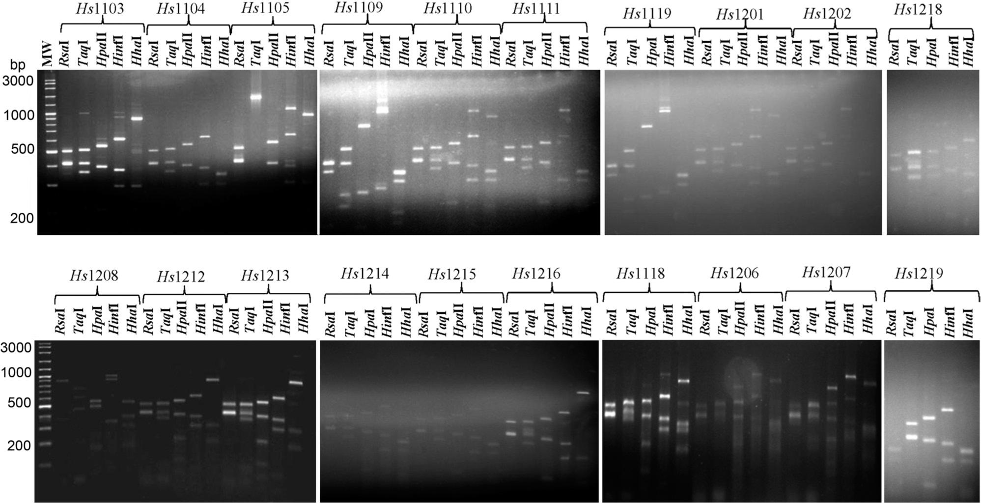 RFLP analysis of the selected bacterial isolates using 5 different restriction endonucleases.
