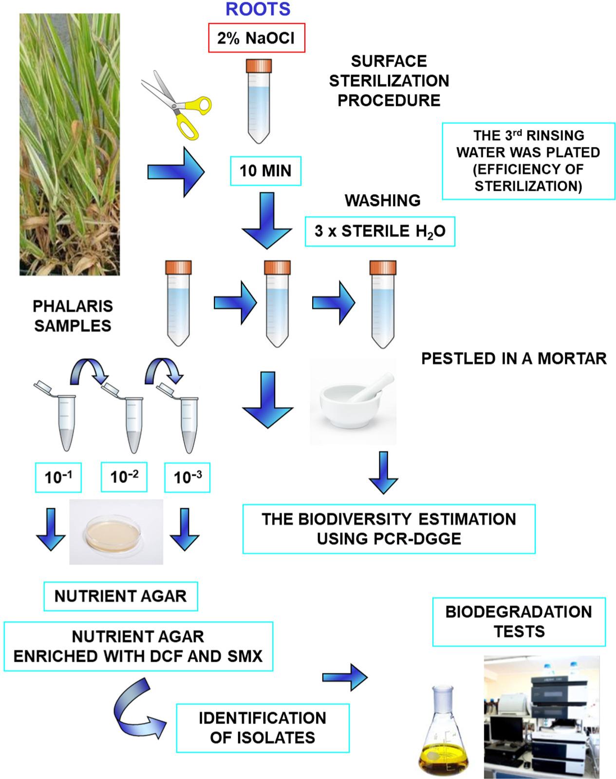 Workflow for isolation of cultivable endophytic bacteria from P. arundinacea plants non-exposed and exposed to DCF and SMX mixed pollution (three plants per condition from each column were harvested).