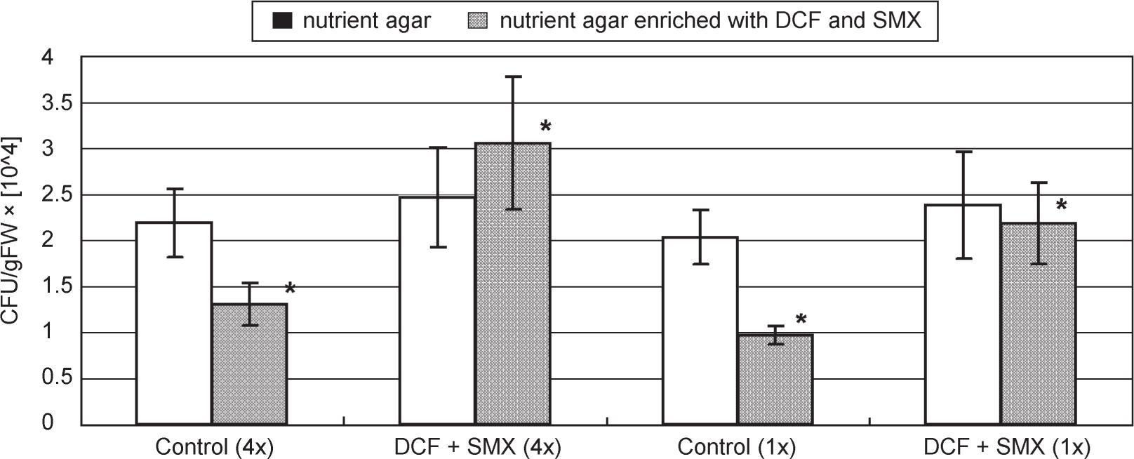 The number of bacteria (CFU/g FW) obtained from the surface of the sterilized reed canary grass root samples. Light bars – the number of bacterial endophytes grown on nutrient agar. Grey bars – the number of bacterial endophytes grown on nutrient medium enriched with DCF and SMX. N = 6. Significant differences have been marked using * (p < 0.05; t-test). Time regime of wastewater supply in brackets.