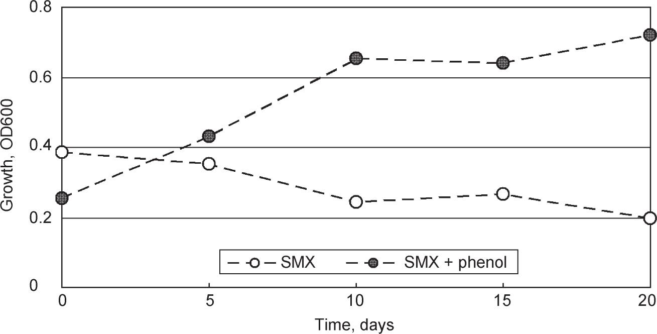 Changes in biomass of MG7 strain in the cultures that contained SMX, monitored as optical density at 600 nm, without additional carbon source and with phenol at a concentration of 100 mg/l as additional carbon source.