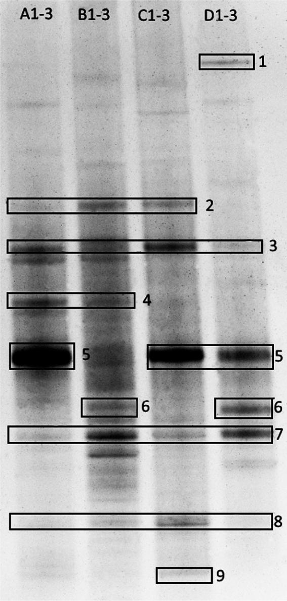 DGGE pattern of 16S rRNA gene fragments of 180 bp amplified from DNA obtained from the surface-sterilized root tissues of P. arundinacea.A1-3, C1-3 – the root samples non-exposed to DCF and SMX, B1-3, D1-3 – the root samples exposed to DCF and SMX. The frequency of wastewater supply: A1-3 and B1-3 – 0.35 l four times a day; C1-3 and D1-3 1.4 l – once a day. Description of the bands in the manuscript text.