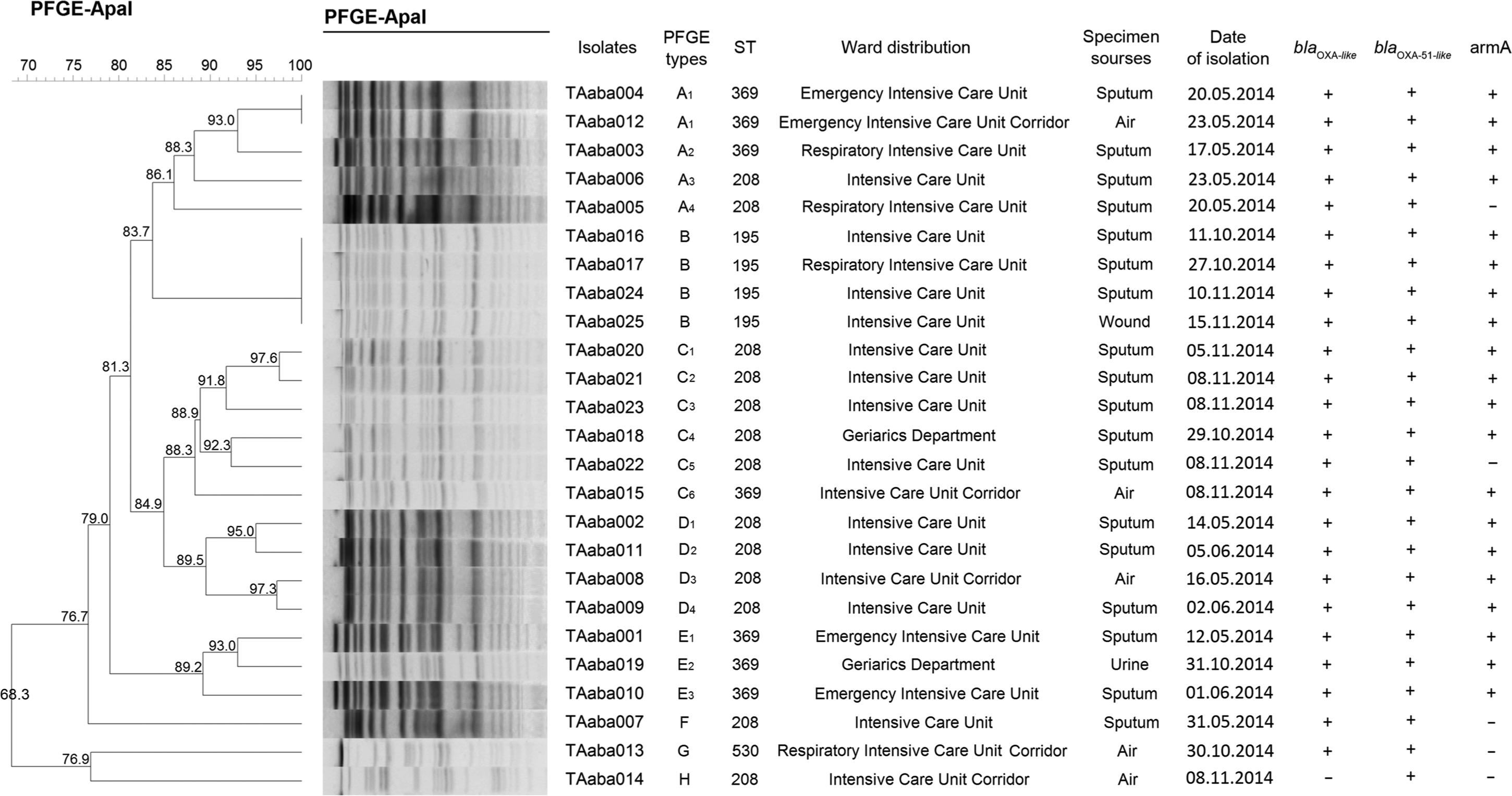 Dendrogram showing the PFGE and MLST profiles of the A. baumannii isolates. The dendogram was generated by the BioNumerics software. The sampling date, isolate number, ward and source, PFGE and ST types and resistance genes are shown for each isolate.