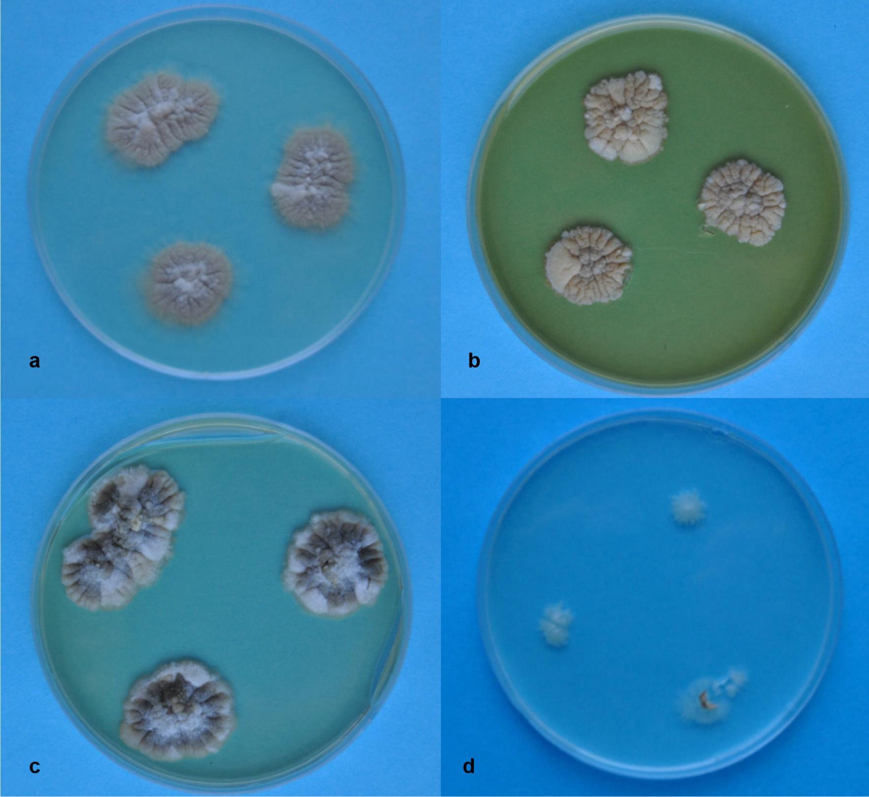 Colonies of A. penicillioides after 8 weeks of growing on culture media.a – PDA, b – YPD, c – Sabouraud, d – a poor medium (see M&M section). Photo E. Zalewska.