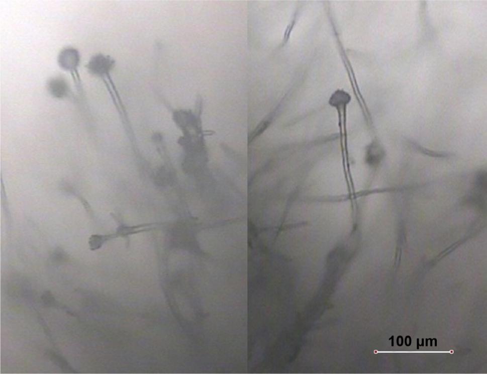 A. penicillioides cultured on PDA.Photo E. Zalewska.