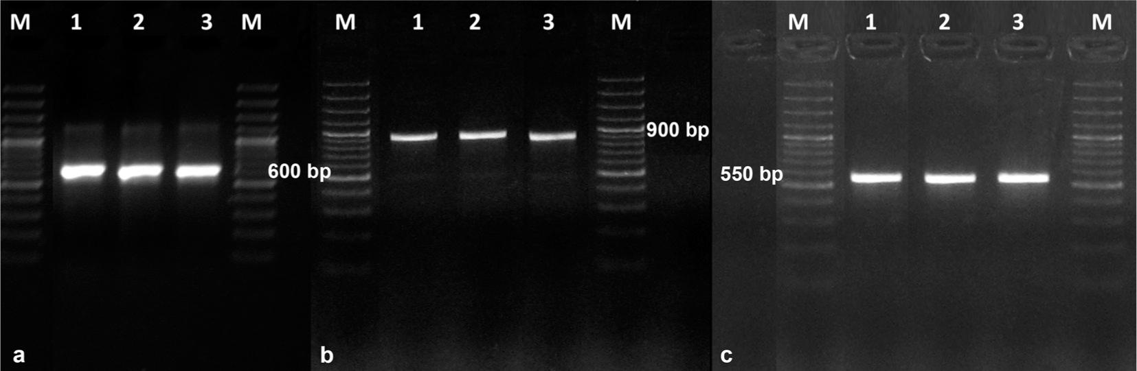 Electrophoretic separation of PCR products using universal primers for regions of the genes.a – rDNA (ITS1-5.8S-ITS4), b – LSU, c – β-tubulin. Photo A. Furmańczyk.